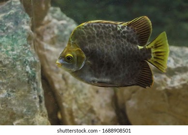 Green scat (Scatophagus argus) popular aquarium fish