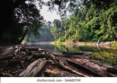 A green scenery of deep tropical jungle in Kenyir Lake, Terengganu