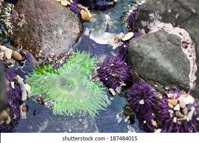 Green Sea Anemone and Urchins in Tide Pool