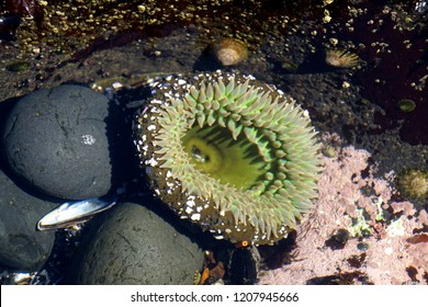 Green sea anenome ( Anthopleura xanthogrammica ) in tide pool at Cobble Beach on the Oregon coast