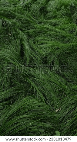 Green sea. Extremely beautiful grass that grows in the forest. Glades covered with this greenery resemble a sea swayed by the wind. Nature amazes with its beauty.