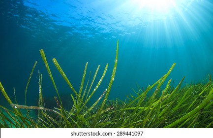 Green Sea Grass Underwater and Sunlight