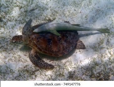 Green Sea Turtle And Attached Sucker Fish On The Reef Off Amedee Island, Near Noumea, In New Caledonia, In The South Pacific        