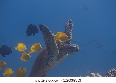 Green Sea Turtle Being Cleaned by Yellow Tangs and Kole Tangs on Coral Reef off Kona, the Big Island, Hawaii