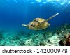 galapagos turtle