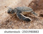 Green sea turtle Chelonia mydas also black (sea) turtle or Pacific green turtle, sea turtle in Cheloniidae. new born hatchling running to the sea, attack of predators. 