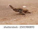 Green sea turtle Chelonia mydas also black (sea) turtle or Pacific green turtle, sea turtle in Cheloniidae. new born hatchling running to the sea, attack of predators. 