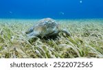 A Green sea turtle (Chelonia mydas) eats sea grass in Cozumel San Clemente reef