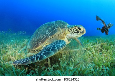 Green Sea Turtle (Chelonia Mydas)