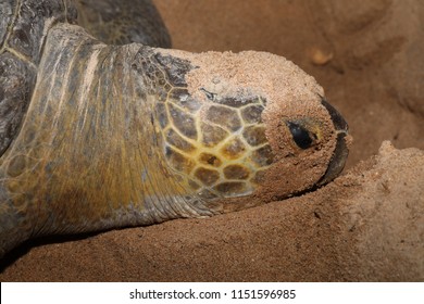 A Green Sea Turtle (Chelonia Mydas) On Beach Of Poilão Island, The Bijagós Archipelago, Guinea-Bissau, Africa