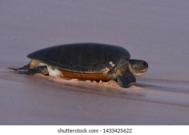 Green Sea Turtle (Chelonia Mydas) On The Beach Of Ascension Island In The Central Atlantic Ocean. Going Back To The Sea After Laying Eggs In The Sand.