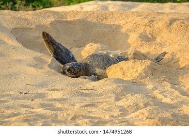 Green sea turtle (Chelonia mydas) laying eggs on the beach on the Galapagos Islands, Ecuador