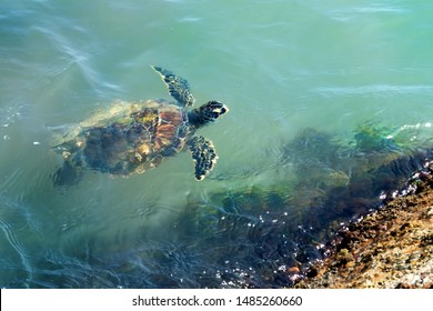 Green Sea  Turtle (Chelonia Mydas) Swims In The Water. Status  Threatened.  Texas, Gulf Of Mexico 