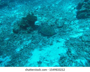 Green Sea Turtle (Chelonia Mydas) Seen On A Dive In Indian Ocean In Thailand