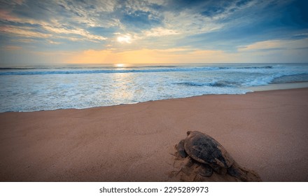 Green sea turtle, Chelonia mydas, Ras Al Hadd, Sultanate of Oman. Arabian Peninsula - Shutterstock ID 2295289973