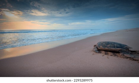 Green sea turtle, Chelonia mydas, Ras Al Hadd, Sultanate of Oman. Arabian Peninsula - Shutterstock ID 2295289975