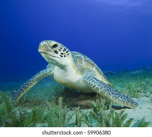 Green Sea Turtle (Chelonia Mydas)