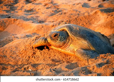 Green sea turtle, Chelonia mydas, Ras Al Jinz, Sultanate of Oman. Arabian Peninsula