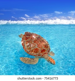 ウミガメ イラスト の写真素材 画像 写真 Shutterstock