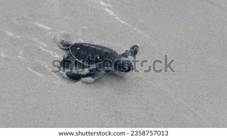 Green sea turtle Chelonia Mydas hatchling that was freshly born rushing towards the Pacific Ocean in wet sand on Bay Canh Island on Con Dao National Park in Vietnam