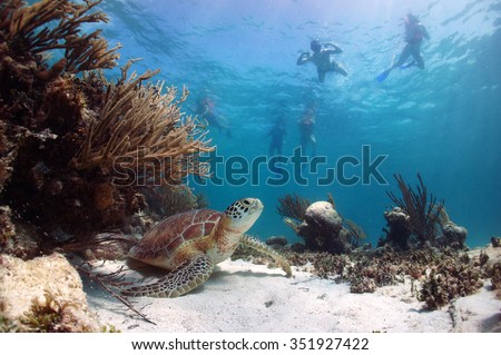 Green sea turtle Chelonia mydas, resting on the sand with snorkelers swimming above, Akumal Bay, Riviera Maya, Mexico