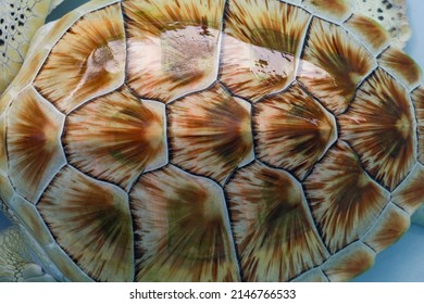 The Green Sea Turtle Is Close Up Skin For Animal Marine Pattern 