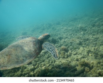 Green Sea Turtle Closeup In Shallow Tropical Sea Water. Turtle Searches For Food In Bleached Dying Coral Environment, Turtles Swim At The Great Barrier Reef