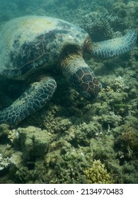 Green Sea Turtle Closeup In Shallow Tropical Sea Water. Turtle Searches For Food In Bleached Dying Coral Environment, Turtles Swim At The Great Barrier Reef