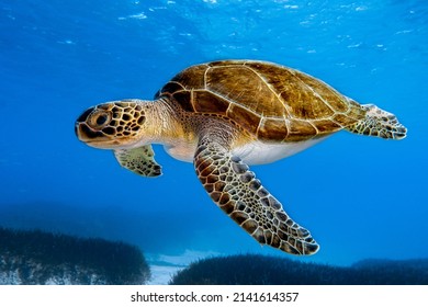 Green sea turtle from Cyprus, Mediterranean Sea - Chelonia mydas
