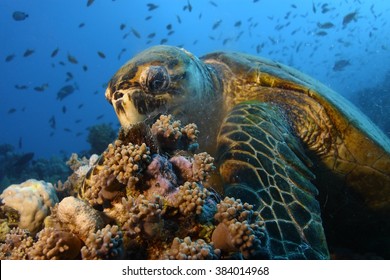 13,917 Eating turtle Images, Stock Photos & Vectors | Shutterstock