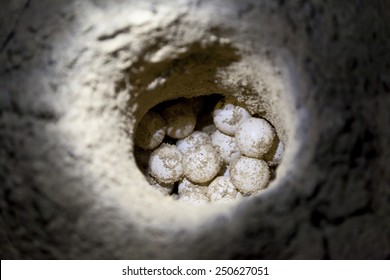 Green Sea Turtle Eggs In Sand Hole On A Beach At Hatchery Site