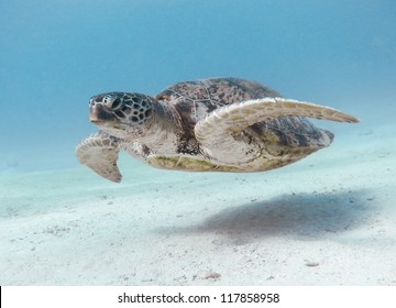 Green Sea Turtle. Egypt. Red Sea