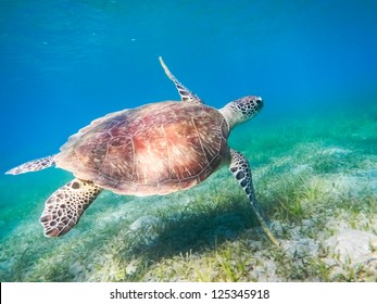 Green Sea Turtle. Egypt. Red Sea