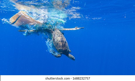 Green sea turtle entangled in a discarded fishing net