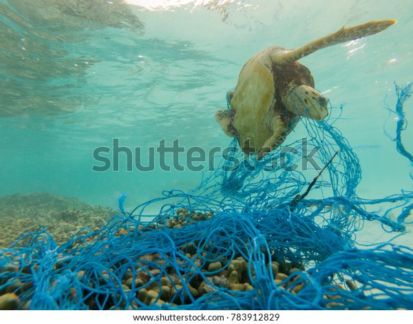 Green sea\
turtle entangled in a discarded fishing\
net
