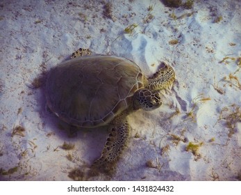 266 Green seagrass turtle eating Images, Stock Photos & Vectors ...