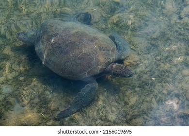 A Green Sea Turtle Foraging For Sea Grass In Shallow Water, From Above 