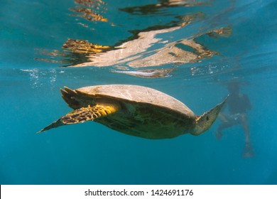 Green sea turtle gliding though blue sea  scuba diving in Gili Islands, Lombok, Indonesia