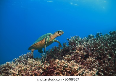 Green Sea Turtle, Great Barrier Reef. Australia