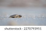 The green sea turtle hatchling