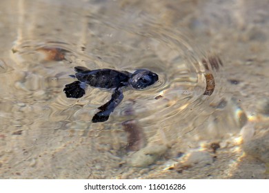 Green Sea Turtle Hatchling making its first steps from the beach to the sea
