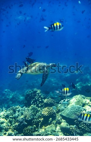 A Green sea turtle having its shell cleaned at a reef cleaning station in Bunaken Marine National Park, North Sulawesi, Indonesia