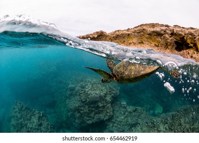 green sea turtle in hawaii on coral tropical reef