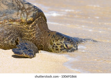 Green Sea Turtle Head Water Stock Photo 100691866 | Shutterstock