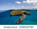 A green sea turtle in a horizontal underwater over-under shot with blue skies and fluffy clouds above, and the coral reef below.