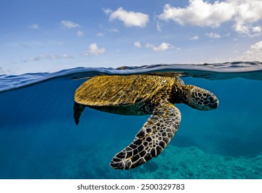 A green sea turtle in a horizontal underwater over-under shot with blue skies and fluffy clouds above, and the coral reef below. - Powered by Shutterstock