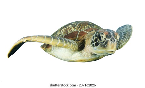 Green Sea Turtle Isolated On White Background