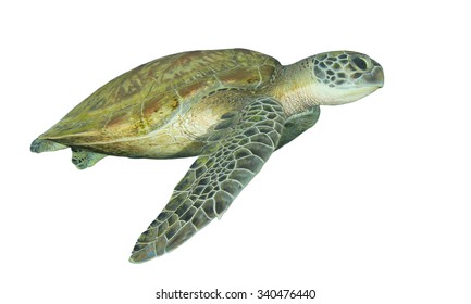 28,278 Green turtle isolated Images, Stock Photos & Vectors | Shutterstock