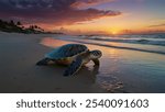 Green sea turtle in Kauai, Hawaii