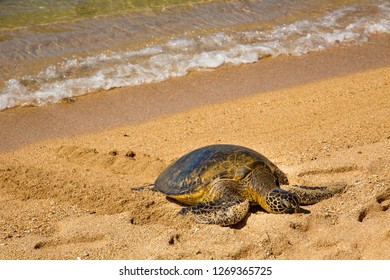 A Green Sea Turtle Laying Eggs On The Beach On The North Shore Of Oahu, Hawaii.